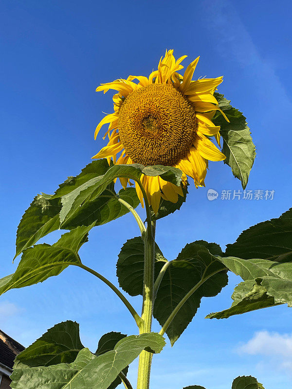 向日葵(Helianthus annuus)的图片，黄色的花瓣，盘状的小花，绿色的叶子，清澈的蓝色晴朗的天空背景，下面的视图，重点在前景